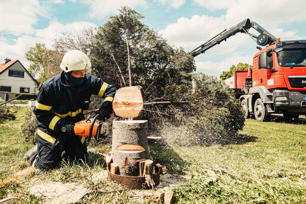 Best Professional Tree Care  in Fort Morgan, CO